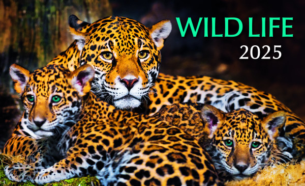 Wild life 2025 desk calendar